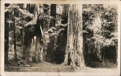 Big Trees Mt. Tamalpais & Muir Woods Postcard