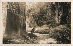 Muir Woods Postcard