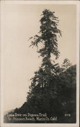 Lone Tree on Dipsea Trail to Stinson Beach Postcard