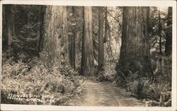 Redwoods and Ferns Crescent City, CA Postcard Postcard Postcard