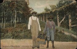 "Two Kinds of Black Berries", in the Sunny South Postcard