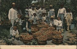 Gathering and Packing Elberta Peaches Postcard