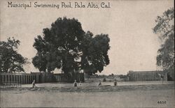 Municipal Swimming Pool Palo Alto, CA Postcard Postcard Postcard