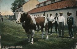 A King Among Cattle Cows & Cattle Postcard Postcard Postcard