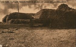 500 Tons of Alfalfa Taken From 50 Acres of Land at Los Molinos Postcard