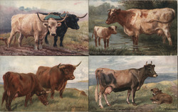 Sussex Oxen Postcard Postcard