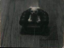 Teddy Bear on a Chair Photographic Art Postcard Postcard Postcard