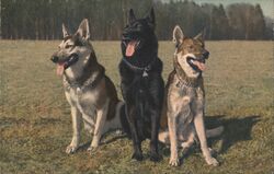 Three German Shepherd Dogs Postcard Postcard Postcard