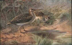 Two Jack Snipe Game Birds Postcard