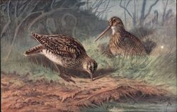 Two Common Snipe Game Birds Postcard