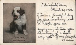 "Born Tired" St. Bernard Puppy Birthday Postcard Advertising Postcard Postcard Postcard