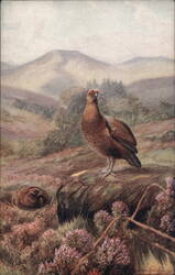 Red Grouse Tuck's Oilette Postcard Tuck's Oilette Series F.W.K. Postcard Postcard Postcard