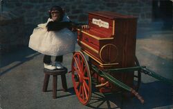 Chimpanzee Plays Piano Postcard