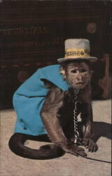 Chico Organ Grinder Monkey Postcard