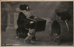 The Organ Grinder Dogs Postcard Postcard Postcard