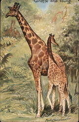 Giraffe and Young Postcard