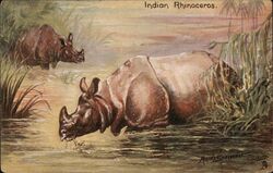 Indian Rhinoceros Postcard