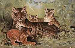 Tigress And Cubs Postcard Postcard