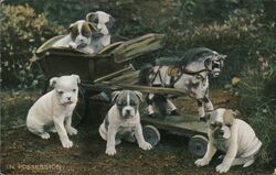 Tuck's Puppies In Possession Postcard