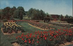 Hershey Rose Gardens & Arboretum Tulip Display Pennsylvania Postcard Postcard Postcard