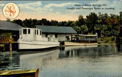 Head Of Silver Springs Florida Postcard Postcard