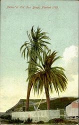 Palms At Old Sandiogo, Painted 1769 San Diego, CA Postcard Postcard