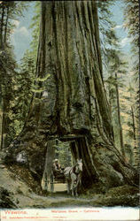 Mariposa Grove Postcard