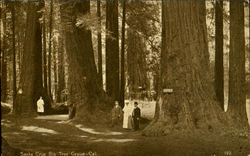 Santa Cruz Big Tree Grove California Postcard Postcard