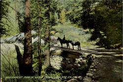 Government Road In Grant Forest Tulare Co California Postcard Postcard