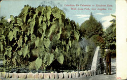 Caladium Es Calantum Or Elephant Ears Los Angeles, CA Postcard Postcard