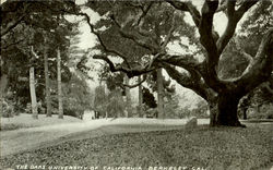 The Oaks University Of California Postcard