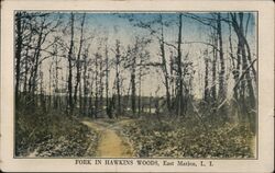 Fork in Hawkins Woods East Marion, NY Postcard Postcard Postcard