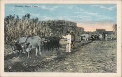 Hauling Sugar Cuba American Photo Studios Postcard Postcard Postcard