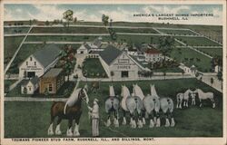 Trumans Pioneer Stud Farm Postcard