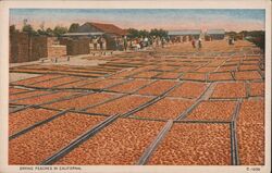 Drying Peaches California Postcard