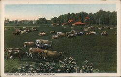 Dairy Herd Loma Linda Sanitarium Postcard