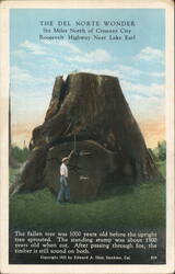 The Del Norte Wonder Giant Redwood Stump Postcard