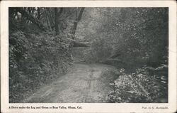 Drive Under the Log and Green at Bear Valley Olema, CA Postcard Postcard Postcard