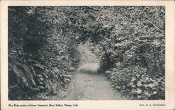 Green Tunnel Bear Valley Olema, CA Postcard Postcard Postcard