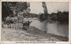 Greetings from Boyes Springs California Postcard