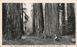 Northwestern Pacific R.R. Track Through Redwoods Cazadero, CA Postcard Postcard Postcard