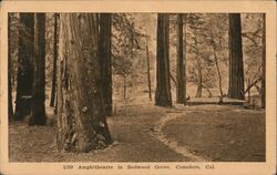 Ampitheatre in Redwood Grove Cazadero, CA Postcard Postcard Postcard