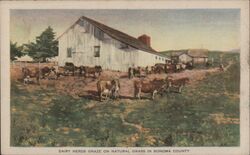 Dairy Herds Grazing California 1915 Panama-Pacific International Exposition (PPIE) Postcard Postcard Postcard