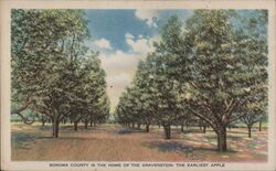 Sonoma County Gravenstein Apple Orchard California 1915 Panama-Pacific International Exposition (PPIE) Postcard Postcard Postcard