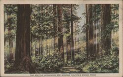 The Stately Redwoods California 1915 Panama-Pacific International Exposition (PPIE) Postcard Postcard Postcard