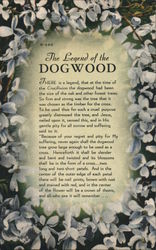 The Legend of the Dogwood Religious Postcard Postcard Postcard