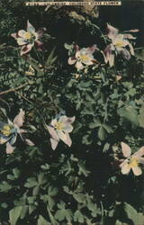 Columbine, Colorado State Flower Postcard