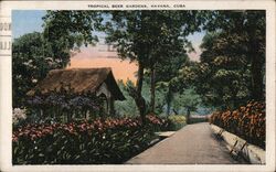 Tropical Beer Gardens Havana Postcard