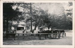 Saddle Horses Blue Jay Postcard