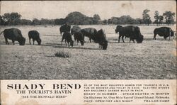 Shady Bend Tourist Haven Buffalo Herd Postcard